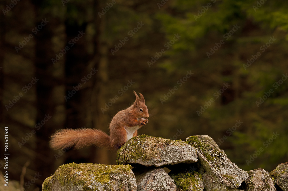 Red squirrel in its environment Red squirrel in its environment