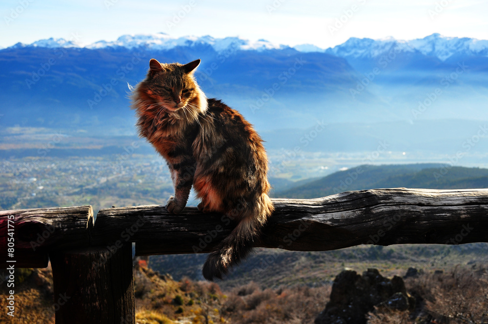 Gato montes con paisaje de montañas de fondo foto de Stock | Adobe Stock