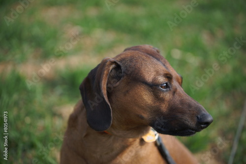 Bayerischer Gebirgsschwei  hund als Portrait