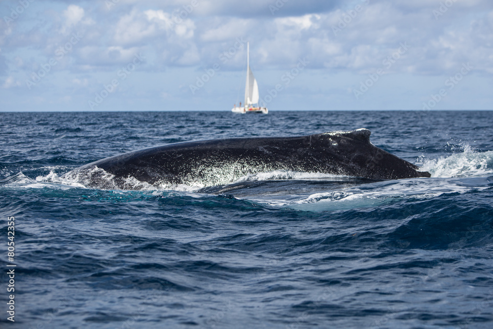 Fototapeta premium Humpback Whale Swimming at Surface