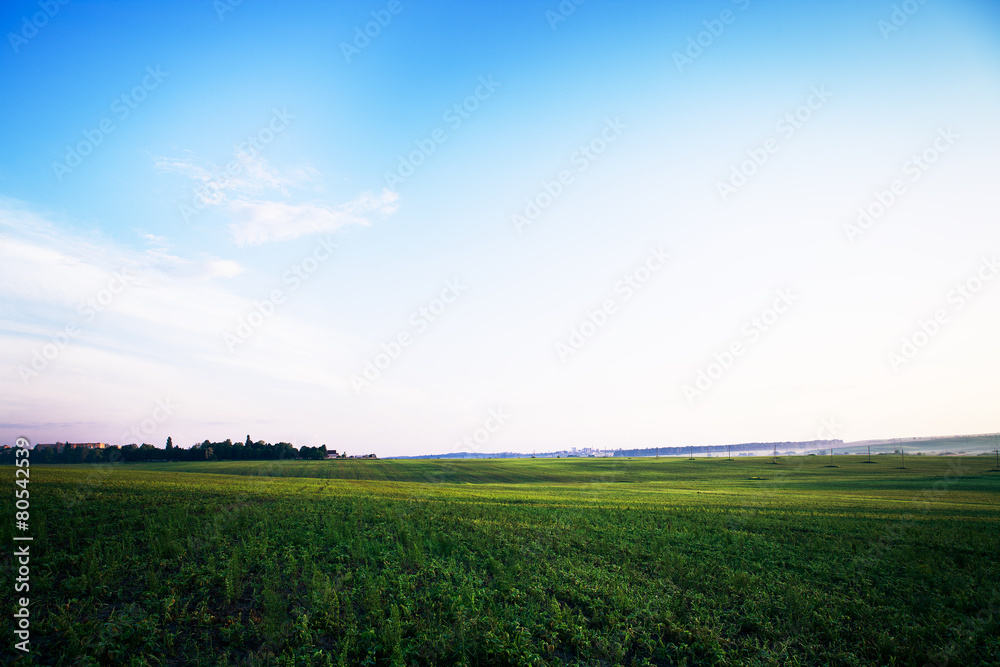 Beatiful morning green field with blue heaven