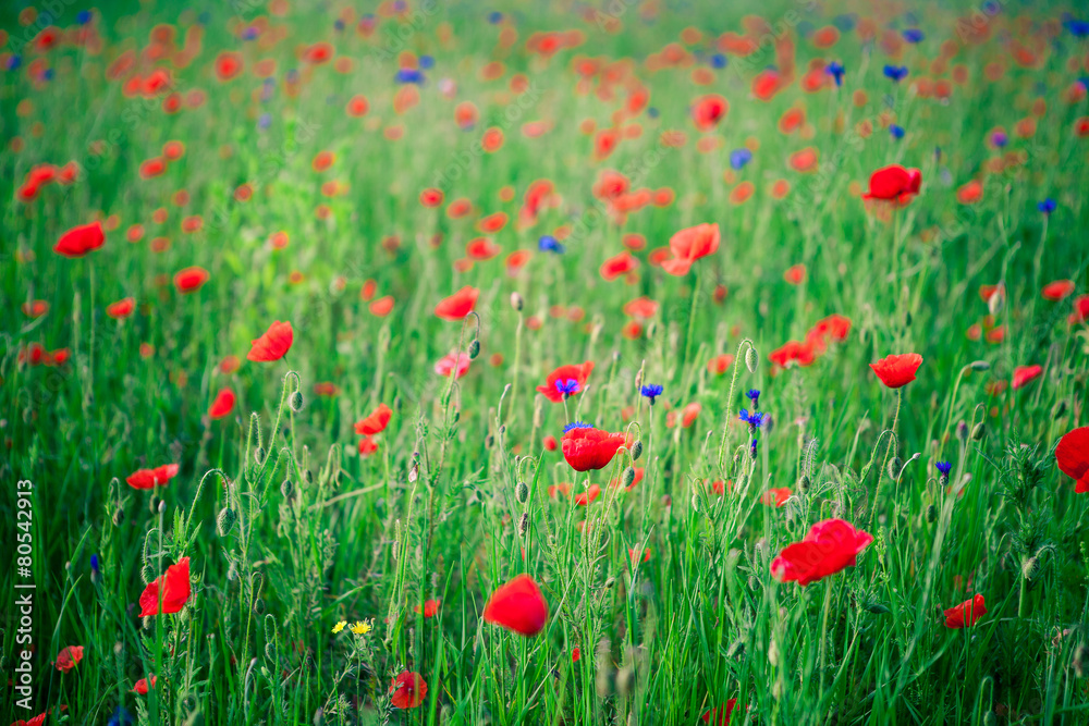 red poppy field