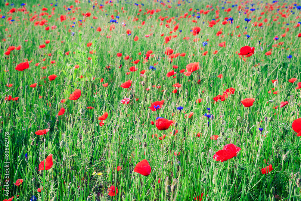 Fototapeta premium red poppy field