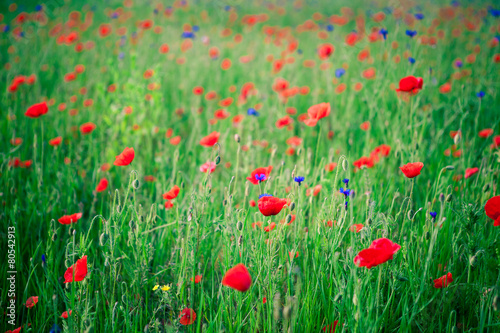 red poppy field