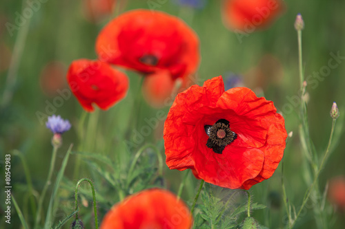 red poppy field