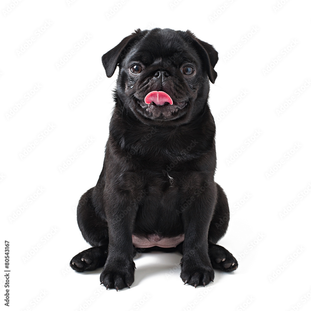 Young black dog pug posing on white background Young black dog pug posing on white background