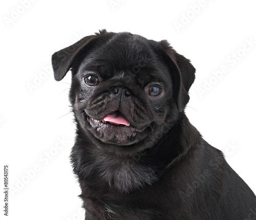 Young black dog pug posing on white background