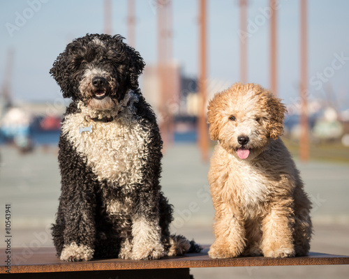 Spanish Water Dogs