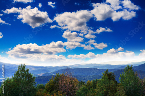 Pine tree forest