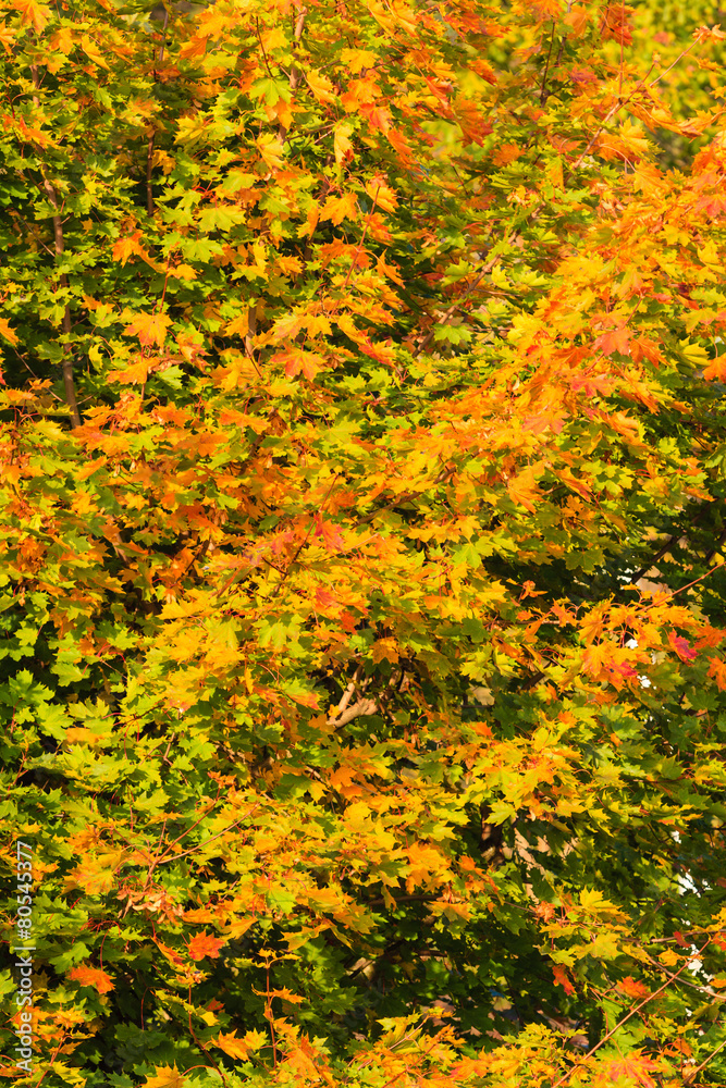 Fall trees yellow orange leaves nature background Fall trees yellow orange leaves nature background