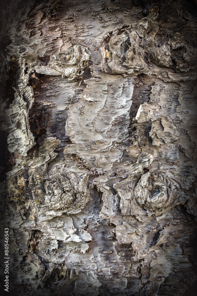 old tree old tree