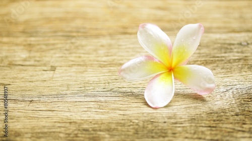 Frangipani flower on wooden table