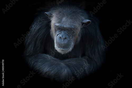Billede på lærred Chimpanzees in the last freedom?