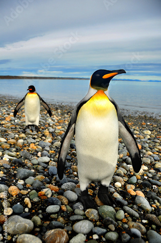 Pingüinos de Magallanes en tierra de Fuego