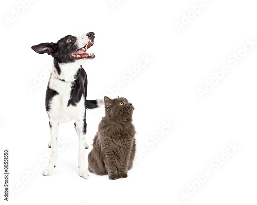 Fototapeta Naklejka Na Ścianę i Meble -  Cat and Dog Looking Up Into Blank Copy Space