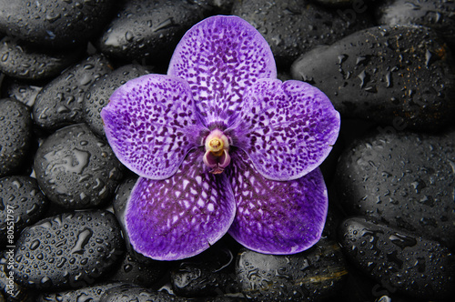 Beautiful orchid on wet pebbles