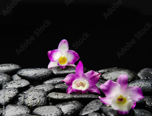 orchid on wet pebbles
