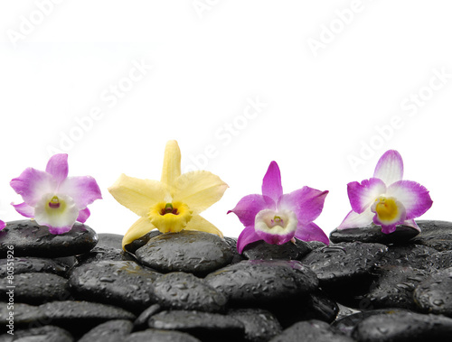 Four orchid on wet pebbles