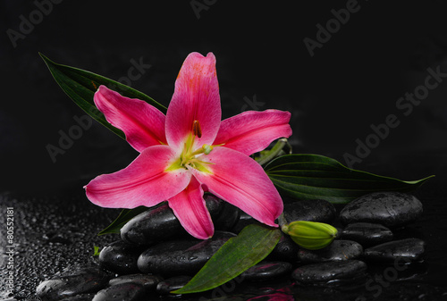 Still life with lily on wet pebbles