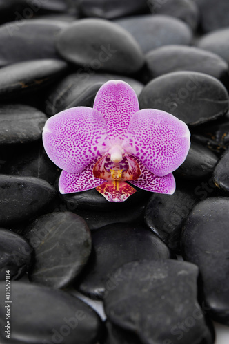 Pink orchid on black stones background