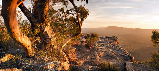 Fotobehang Australië Eucalyptusboom in Grampians bushlandschap  © THP Creative