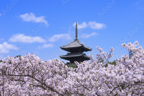 Fototapeta Naklejka Na Ścianę i Meble -  仁和寺の桜