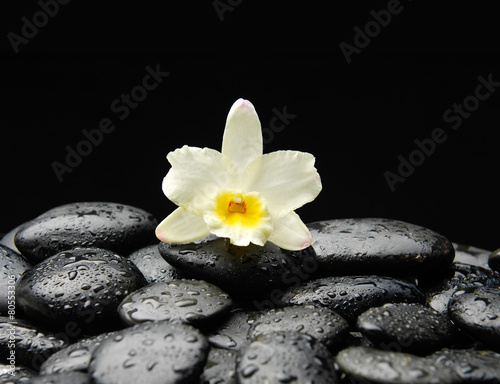 White orchid on wet pebbles background