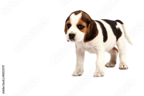 Beagle puppy © Kavita