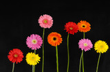 colorful Gerbera flower with stem isolated on black