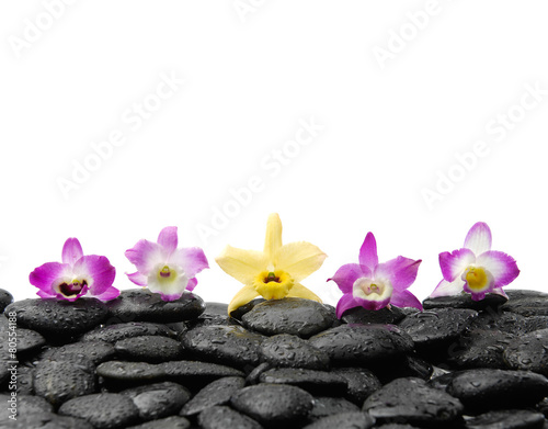 Five orchid on wet black stones