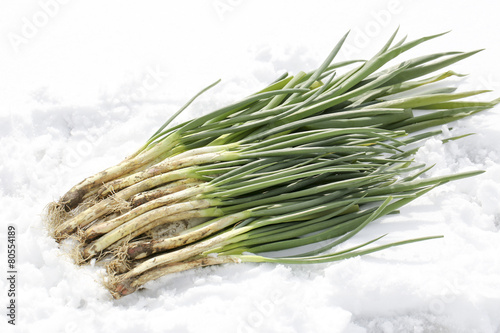 雪下野菜　ワケギ