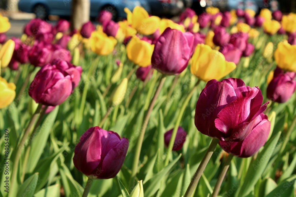 A garden of blooming tulip flowers