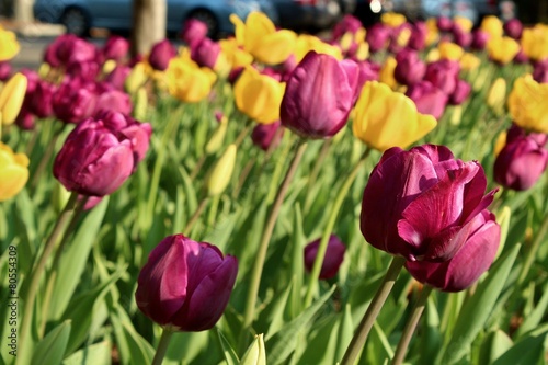 A garden of blooming tulip flowers