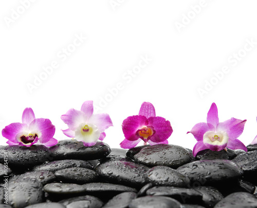 Still life with four orchid on wet zen stones