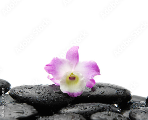 orchid on wet black pebbles