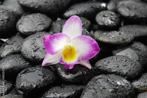 orchid on wet black pebbles