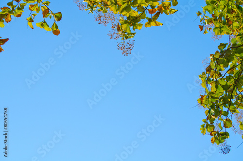 green leaf and blue skybackground