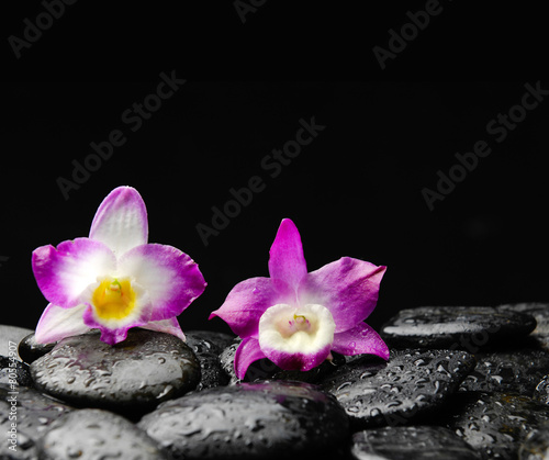 Still life with two pink orchid on wet zen stones
