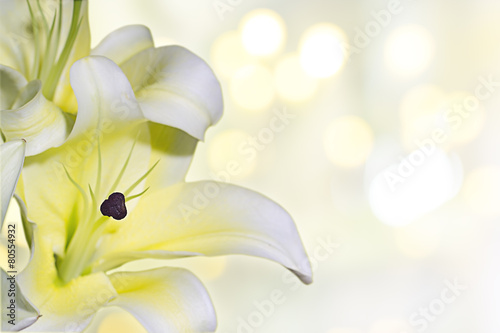 Fototapeta Naklejka Na Ścianę i Meble -  closeup lily on bright background