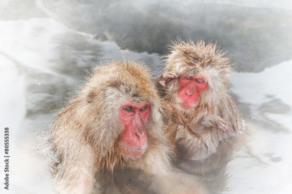 Naklejka premium 温泉に入るおさるさん snow monkey japan