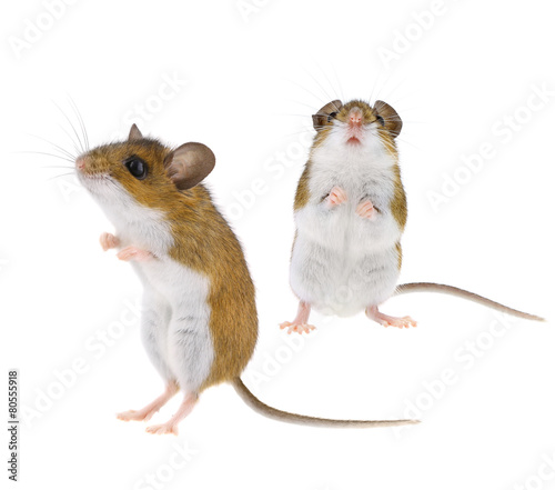 Deer Mice - Peromyscus Mouse