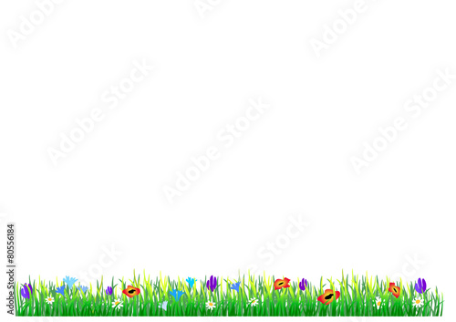 Green grass and flowers on the white