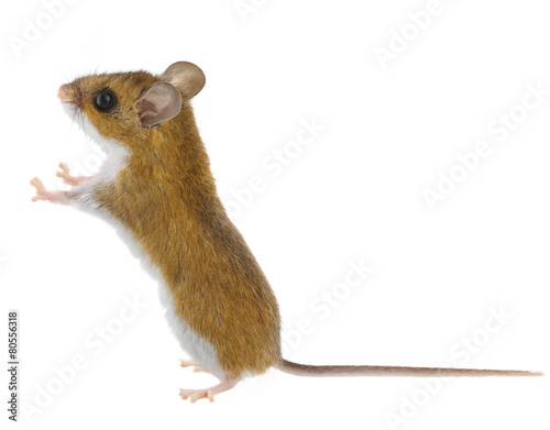 Deer Mice - Peromyscus Mouse