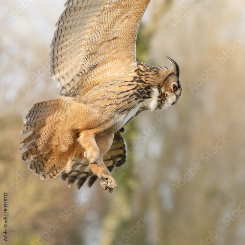 The Eurasian eagle-owl (Bubo bubo) in flight