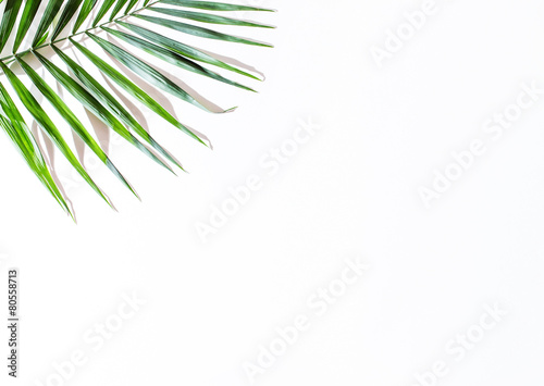 areca palm leaves