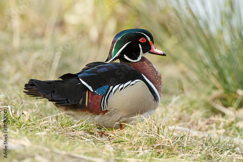 Obraz na płótnie The wood duck or Carolina duck (Aix sponsa)