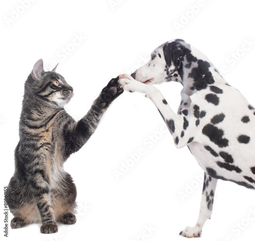 Fototapeta Naklejka Na Ścianę i Meble -  Hund und Katze geben Pfote High five