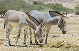 Somali wild donkey (Equus africanus) in Israeli nature reserve