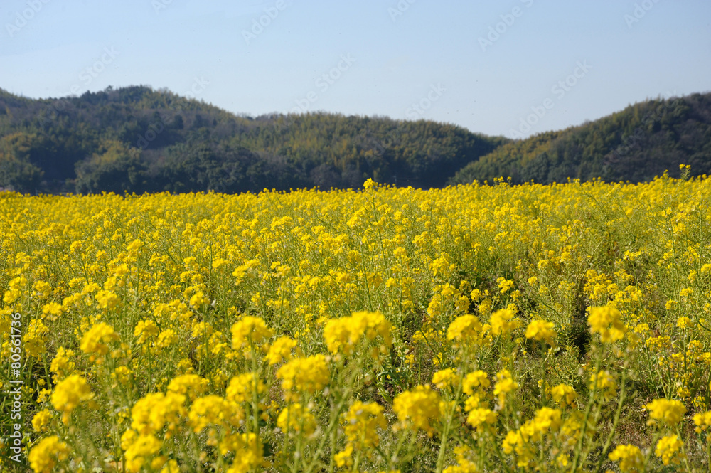 菜の花畑