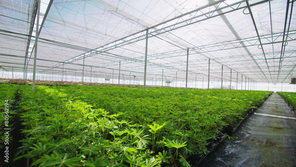 Rows of many young plants growing in a large commercial nursery greenhouse Rows of many young plants growing in a large commercial nursery greenhouse